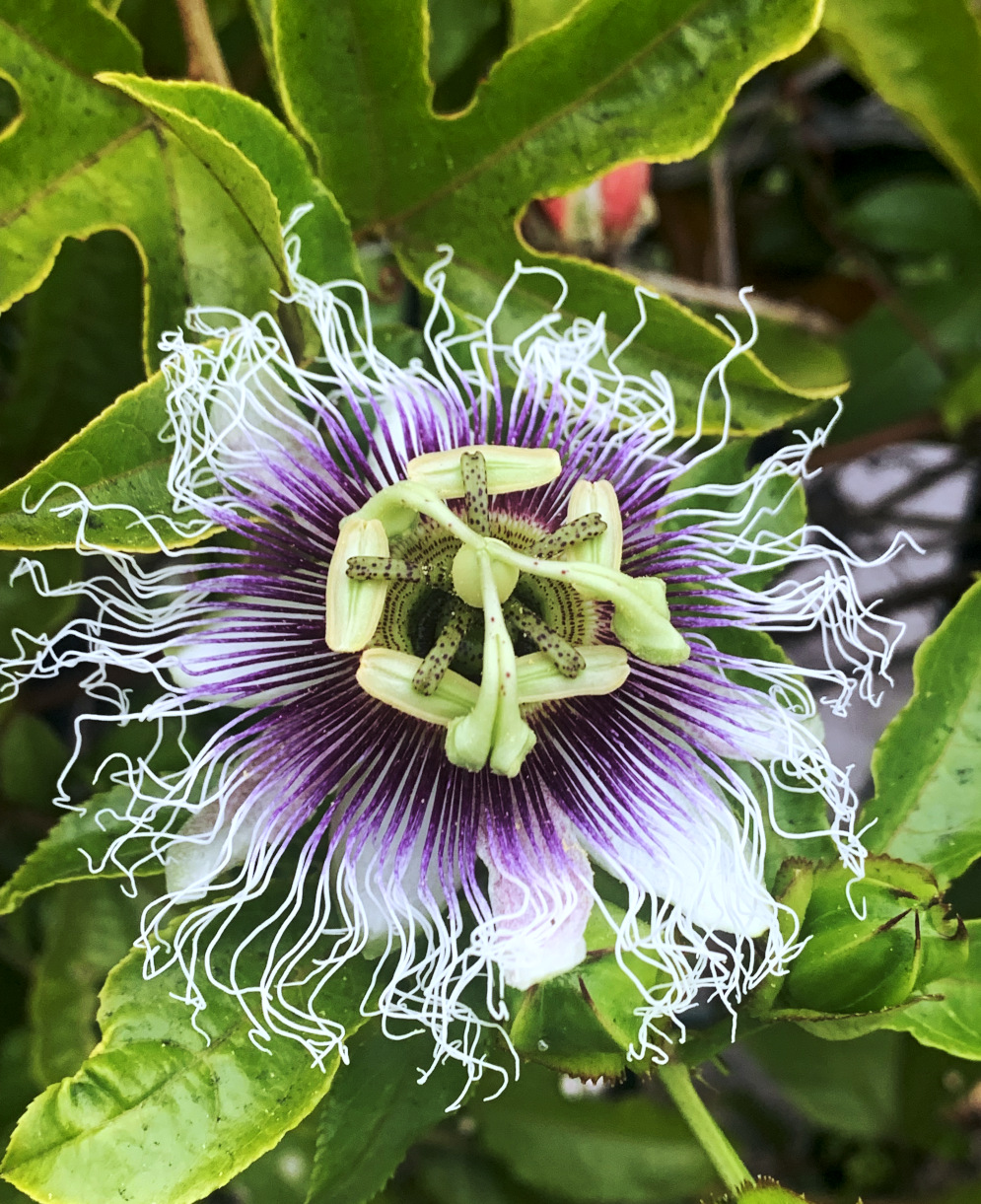 passion fruit flower